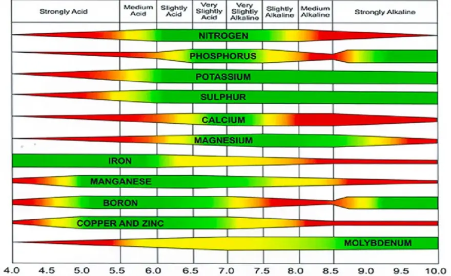 Come misurare il pH del terreno e interpretare il risultato