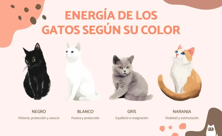 Colores de gatos - ¿Qué dice el pelaje de tu felino?