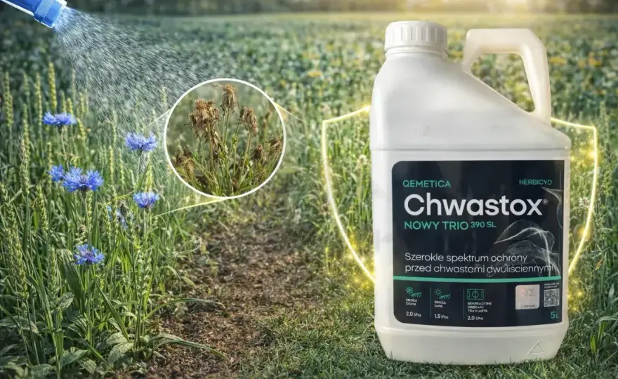 Chwastox dawkowanie na trawnik - jak dobrać dawkę i uniknąć błędów