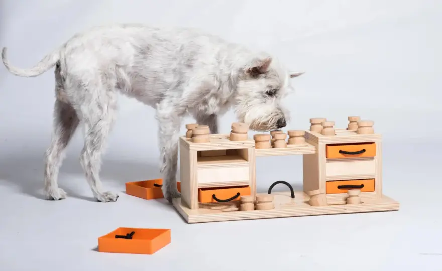 Jeux d'occupation chien maison - Calmez votre compagnon!