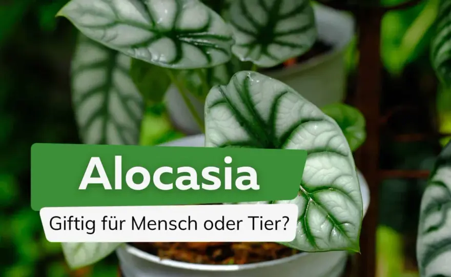 Alocasia und Katzen - so gefährlich ist das Pfeilblatt