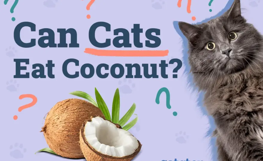 Can Cats Have Coconut? What's Safe & What to Avoid