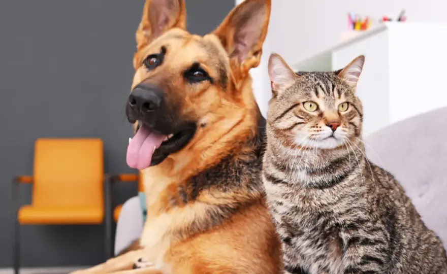 Perros y convivencia - Guía para una relación perfecta
