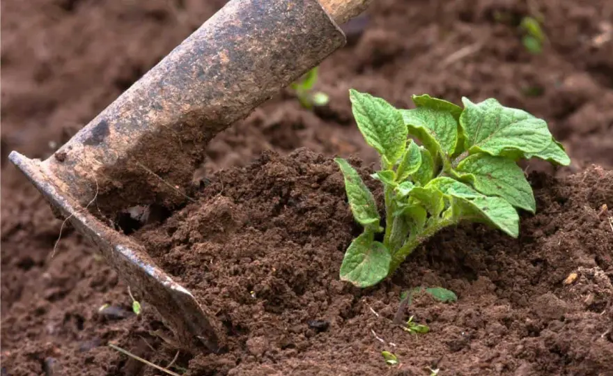 Rincalzare le patate - quando farlo e quanta terra usare