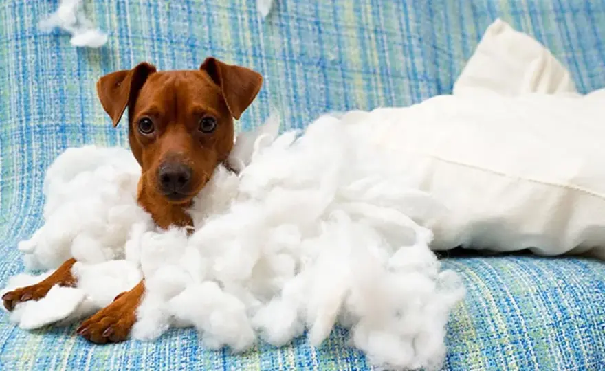¿Tu perro te echa de menos o sufre ansiedad por separación?