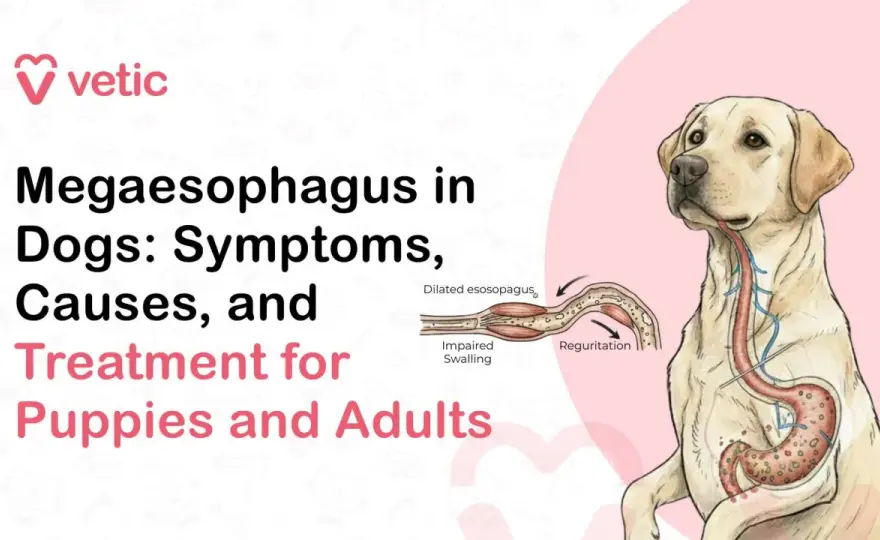 Megaesophagus in Dogs - Essential Guide to Care & Management