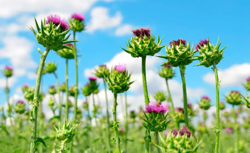 Fiore del cardo, quando fiorisce e come coltivarlo