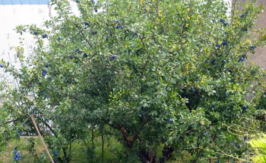 Quand tailler les pruniers pour mieux fructifier ?