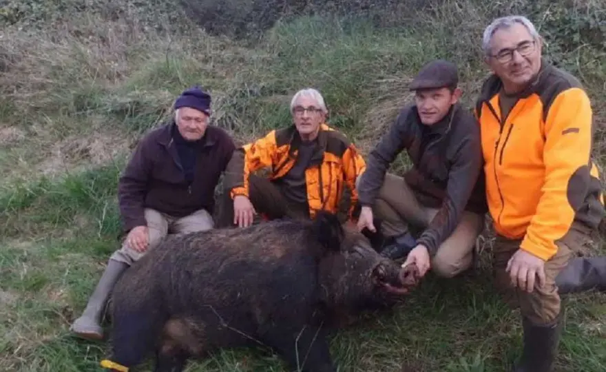 7x65R pour le sanglier - Le choix malin du chasseur polyvalent