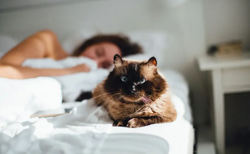 Katze pinkelt ins Bett? Ursachen erkennen und richtig lösen