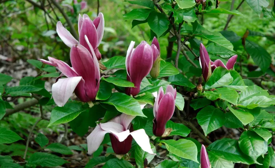 Maladie du magnolia - reconnaître les symptômes et agir