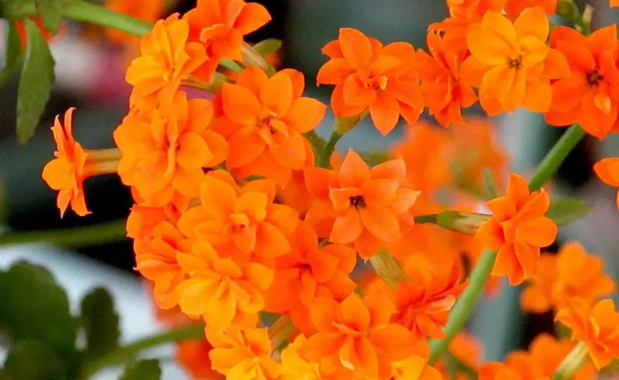 Kalanchoé de Blossfeld, les gestes qui prolongent sa floraison