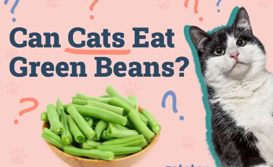 Can Cats Eat Green Beans? Safe Treat Guide & Tips
