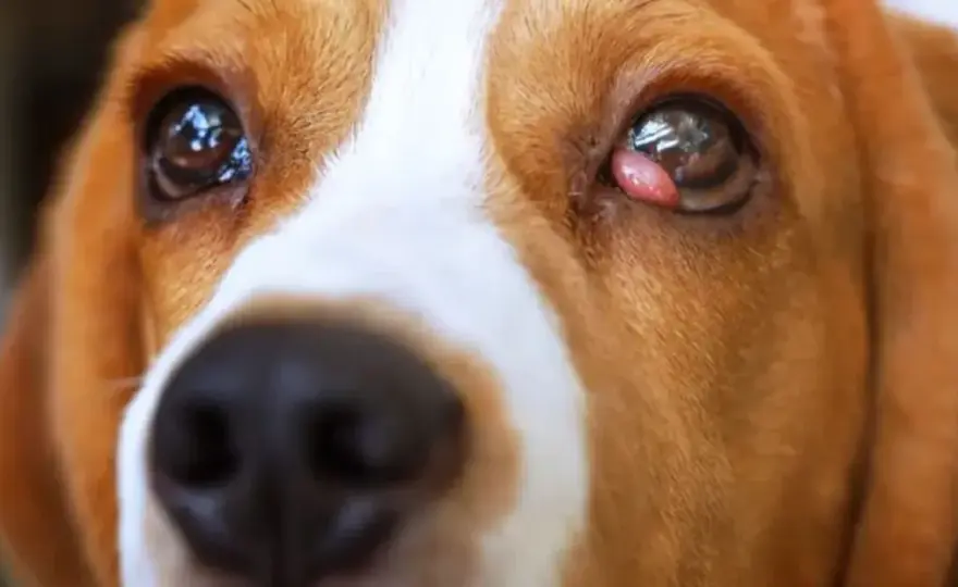 Tercer Párpado Perro - ¿Normal o Alarma? Guía Completa