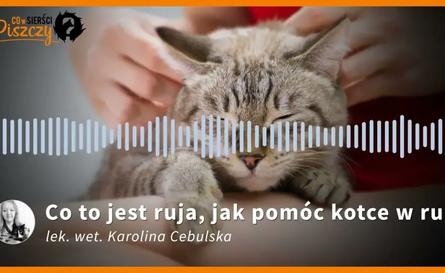 Ruja u kotki: Krwawienie to alarm! Sprawdź, co robić