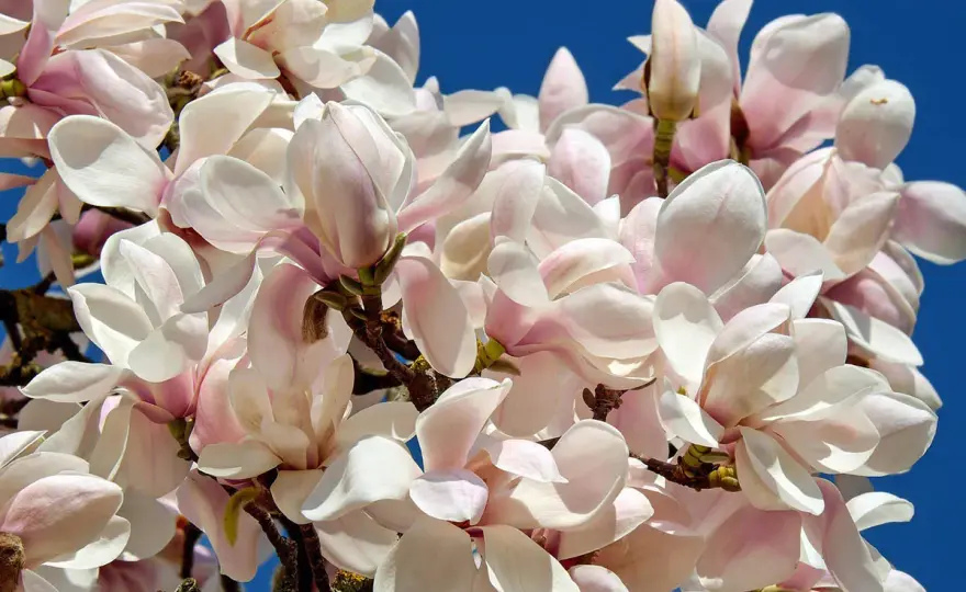 Kiedy sadzić magnolie? Sprawdź najlepszy termin i porady!