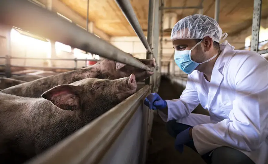 Bioasekuracja na fermie świń: kluczowe zasady i skuteczne metody