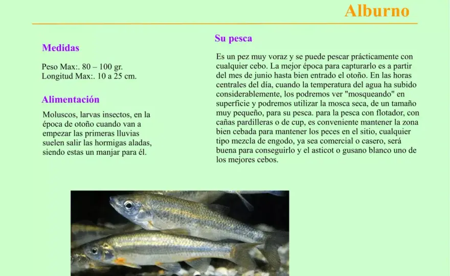 Peces de pantano - ¿Qué nos dicen sobre la salud de los humedales?