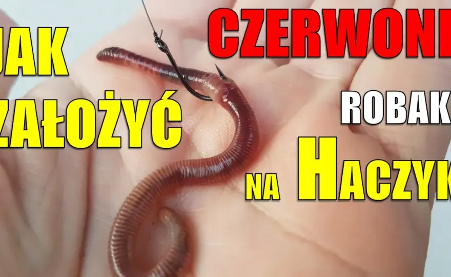 Jak założyć dżdżownicę na haczyk? 4 metody na więcej brań!