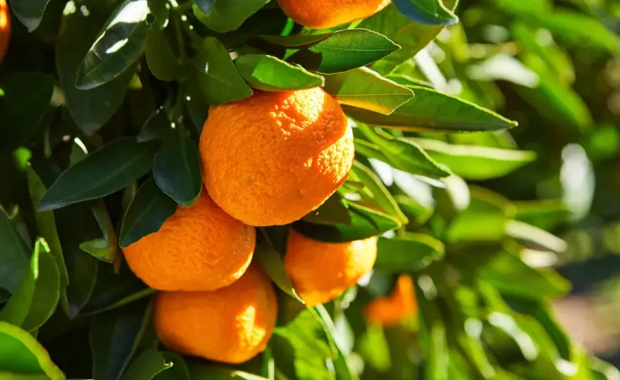 Orangen richtig lagern - So bleiben sie wochenlang frisch und saftig