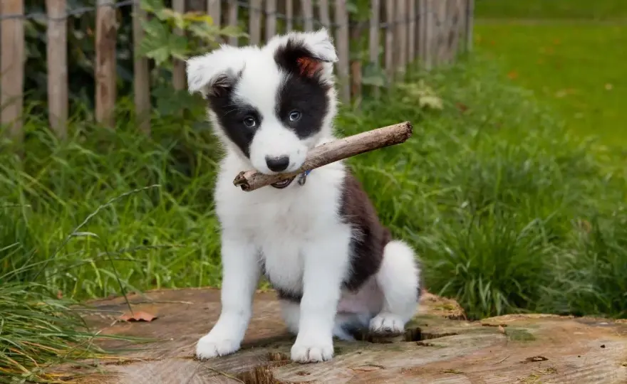 Border collie mieszaniec - Czego naprawdę się spodziewać?