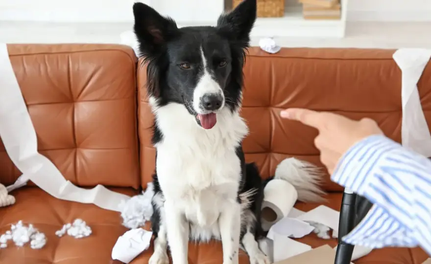 Husky szczeka? Zrozum jego głos i rozwiąż problemy!