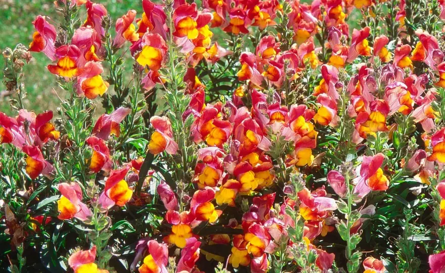 Muflier - Le guide pour une floraison facile et durable