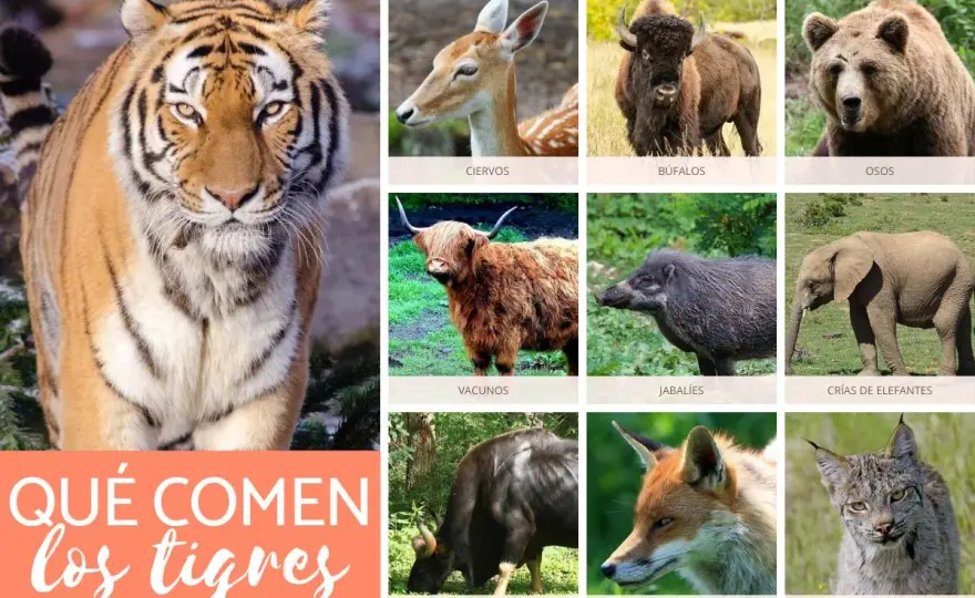 ¿Qué comen los tigres? Dieta y su impacto en la conservación