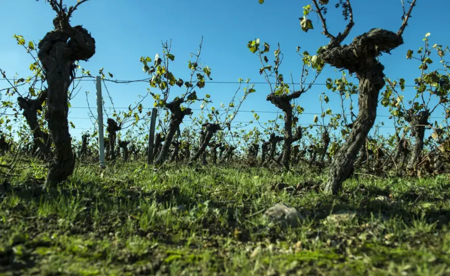 Muscadet Wein - Mehr als nur Fischwein? Entdecke das Loire-Juwel!