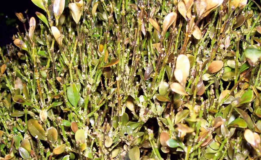 Malattie del bosso - sintomi, differenze e rimedi