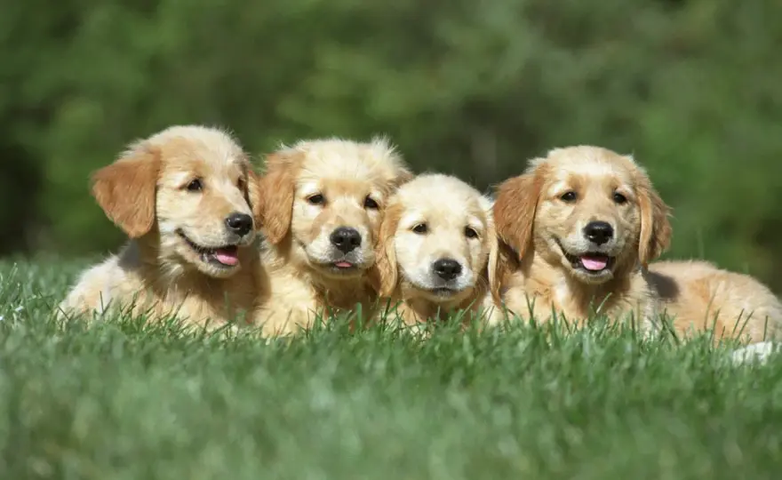 Ile szczeniąt rodzi golden retriever? Średnio 6-8, ale są wyjątki