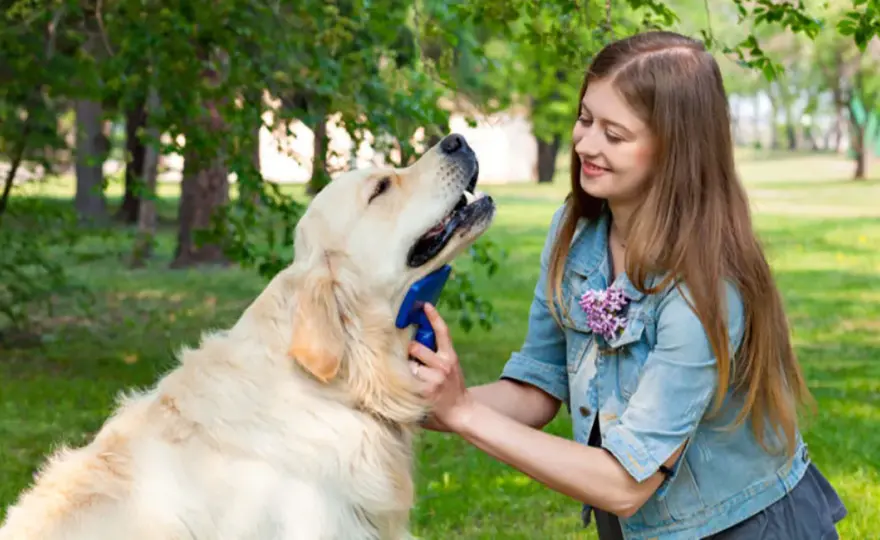 Golden Retriever: Czy to pies dla Ciebie? Sprawdź, zanim kupisz!