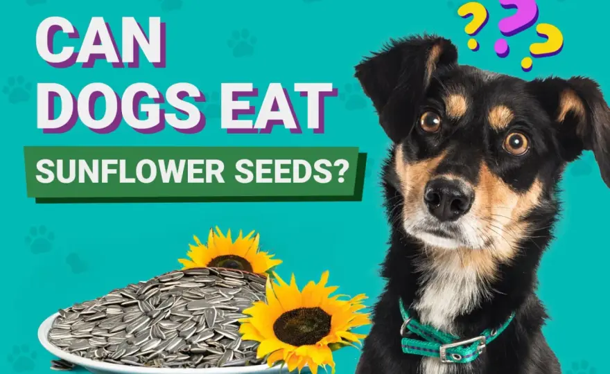 Can Dogs Eat Sunflower Seeds? What's Safe & What's Not