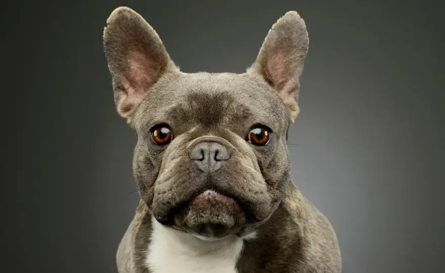 Petit chien pour famille - Lequel choisir vraiment ?