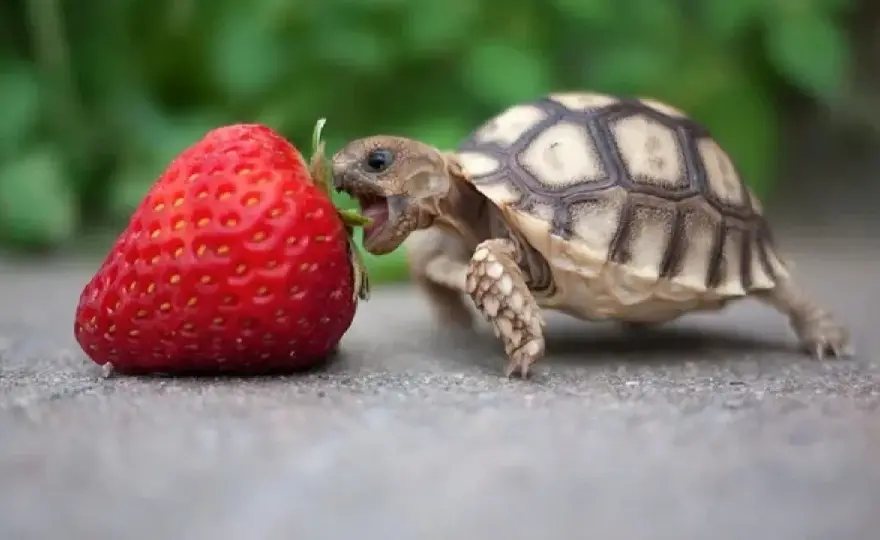 Qué comen las tortugas - Guía completa por especie y edad