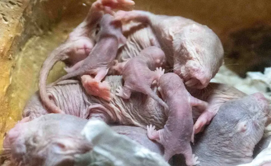 Rata topo desnuda: ¿roedor o extraterrestre?