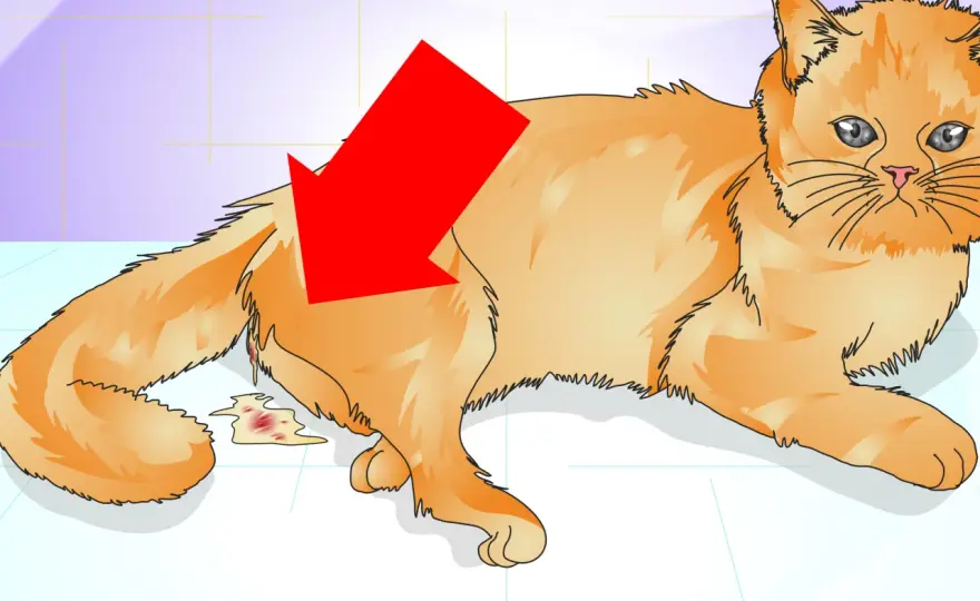 Cicatriz de gata castrada - ¿Normal o problema? Guía completa