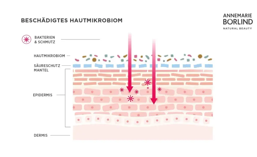 Hautmikrobiom - Was wirklich wirkt & was du brauchst