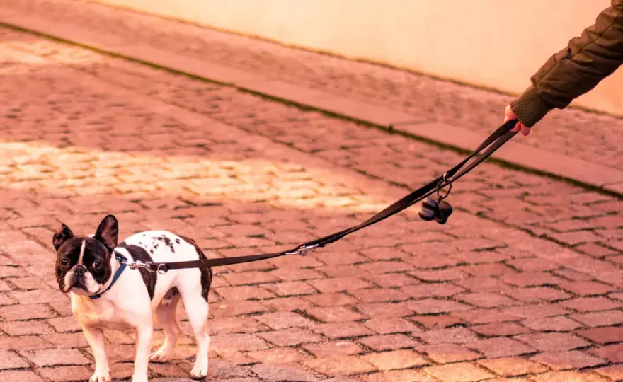 Mi perro se queda parado - ¿Miedo, dolor o algo más?
