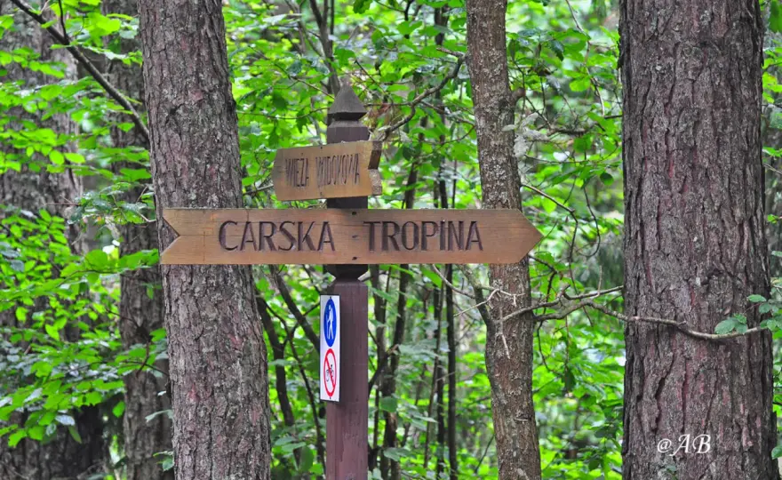 Carska Tropina - spacer przez kładki i dolinę Narewki