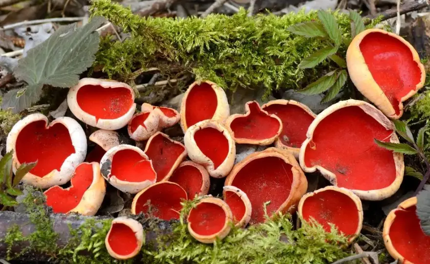 Czarka szkarłatna: informacje, przepis, jadalność