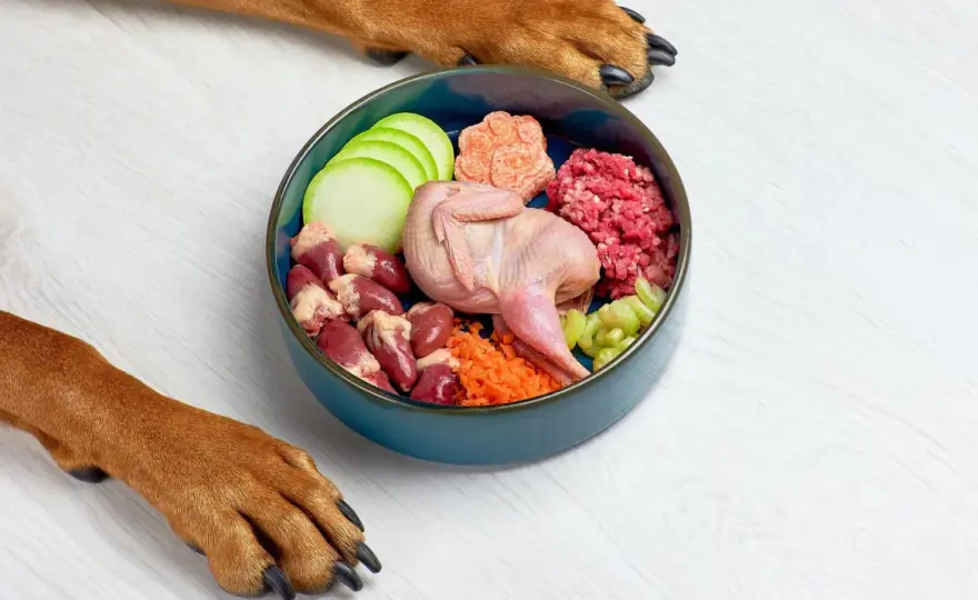 Comida casera para perros - Recetas equilibradas y seguras