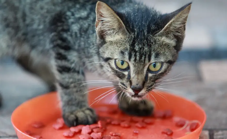 Pâtée et croquettes pour chat - Guide de la bi-nutrition réussie