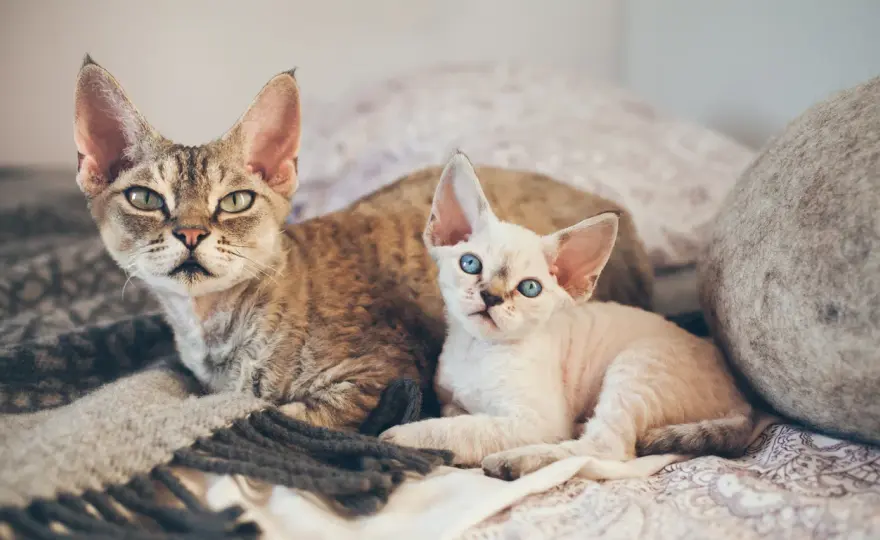 Cechy i pielęgnacja devon rex czekoladowy - wyjątkowy kot rasowy