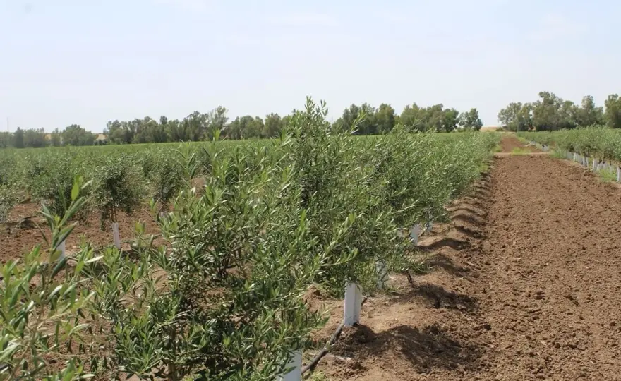 Irrigazione dell’oliveto fai da te, come farla bene