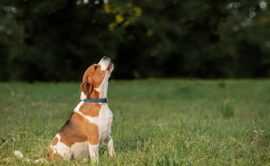 Mi perro ladra mucho - Soluciones efectivas y cuándo pedir ayuda