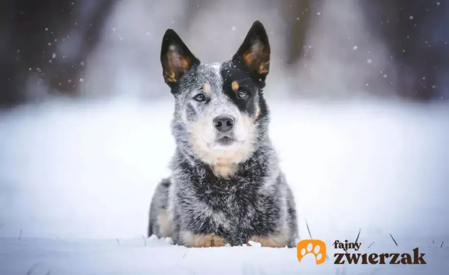 Australian Stumpy Tail Cattle Dog - Czy to pies dla Ciebie?