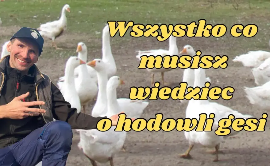 Przydomowa hodowla gęsi - praktyczny poradnik dla początkujących rolników