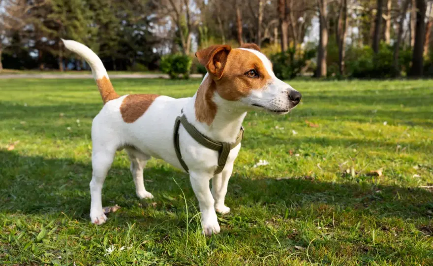 Jack Russell Terrier usposobienie - jaki jest naprawdę?