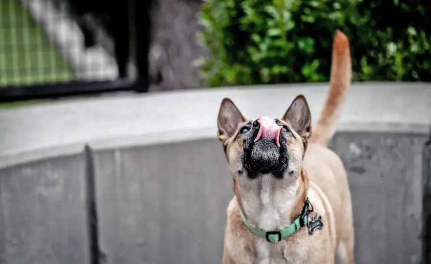 Dog Licking Air? What It Means & When to Worry